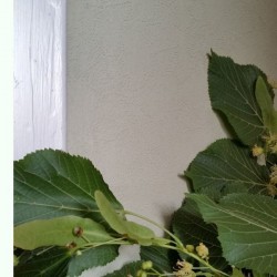 Linus Lindblomstgrøn